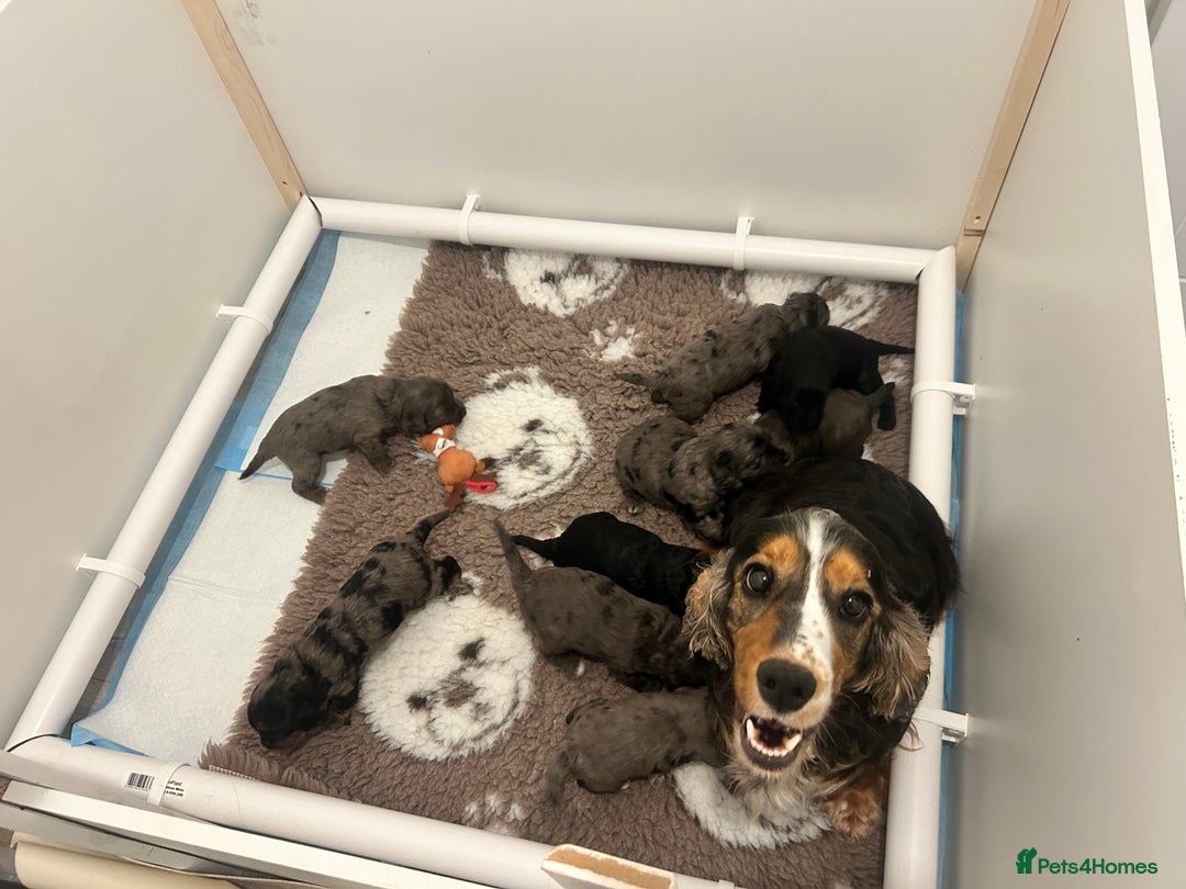 Cockapoo dogs for sale: Gorgeous F1 Cockapoo Puppies  - Advert 10