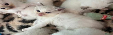 Ragdoll Kitten 2