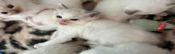 Ragdoll cats for sale: Pedigree Ragdoll babies  - Advert 15