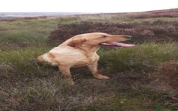 Labrador Retriever dogs for sale: Yellow Labrador female - Image 2