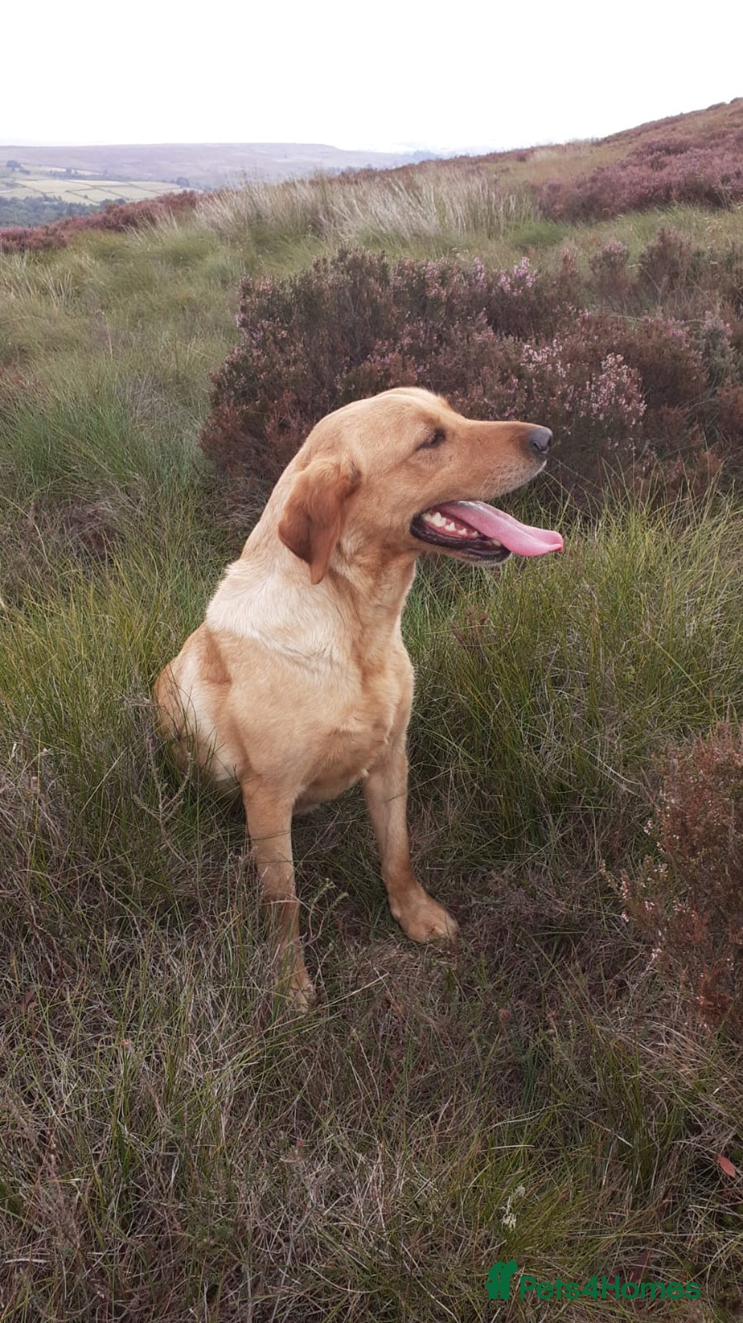 Labrador Retriever dogs for sale: Yellow Labrador female - Image 2