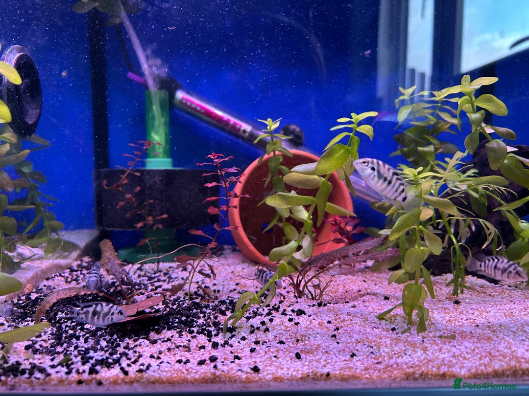 Cichlids fish for sale: 9 convict cichlids  - Advert 7