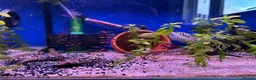 Cichlids fish for sale: 9 convict cichlids  - Advert 7