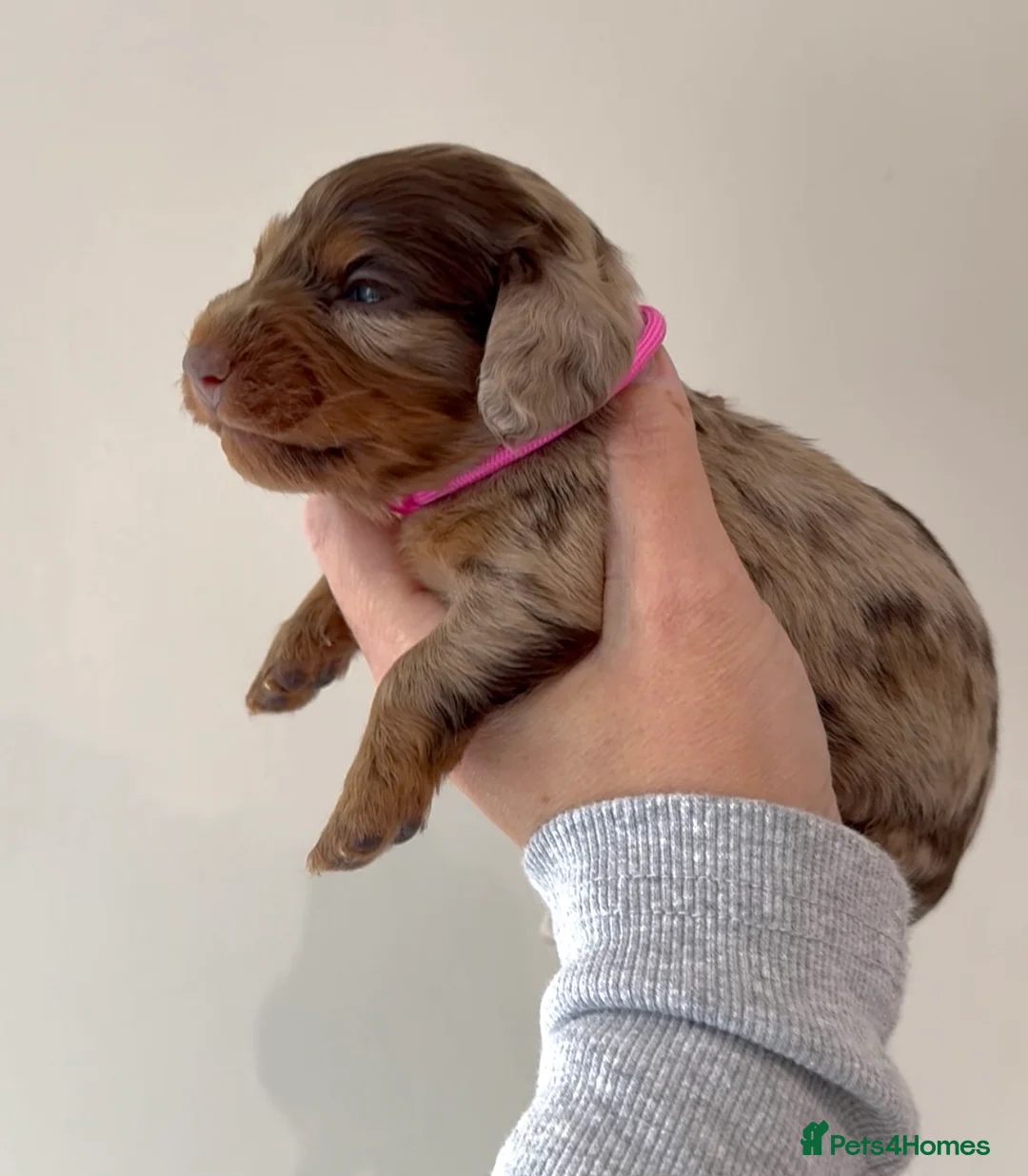 Miniature Dachshund dogs for sale: KC long hair miniature dachshunds - Advert 1