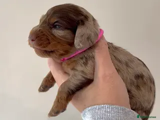 Miniature Dachshund dogs KC long hair miniature dachshunds - Advert 4