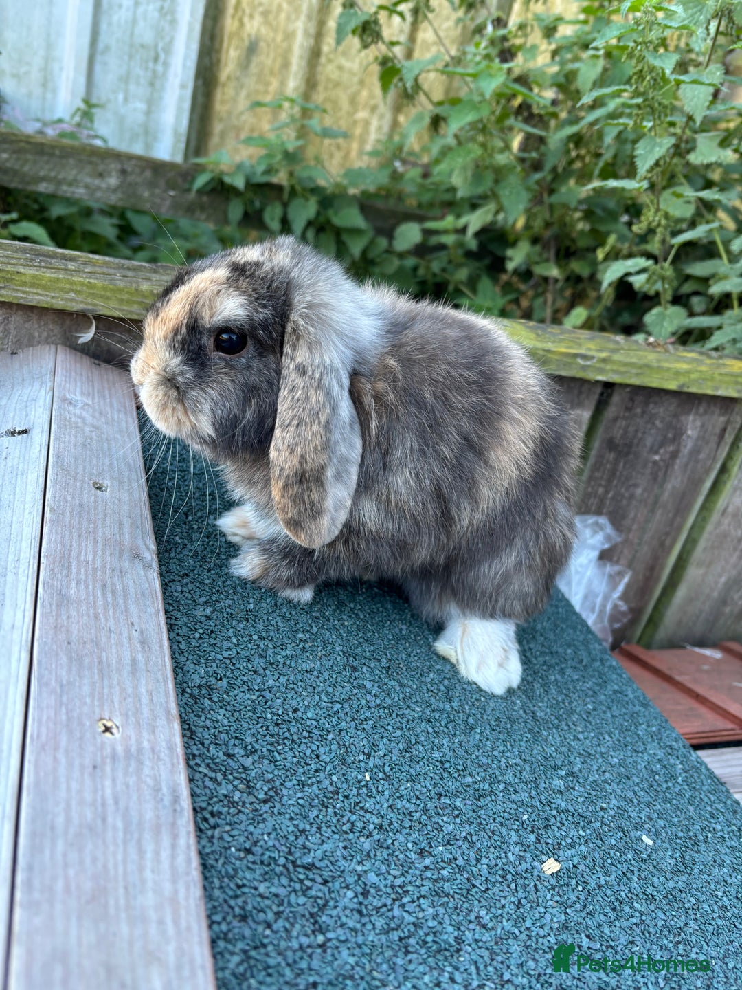 Mini Lop rabbits for sale: Mini lop rabbits ready to leave  - Image 5
