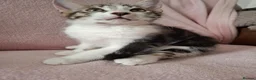 Mixed Breed cats for sale: Two 10 Weeks old Boy kittens  in Colchester - Advert 9