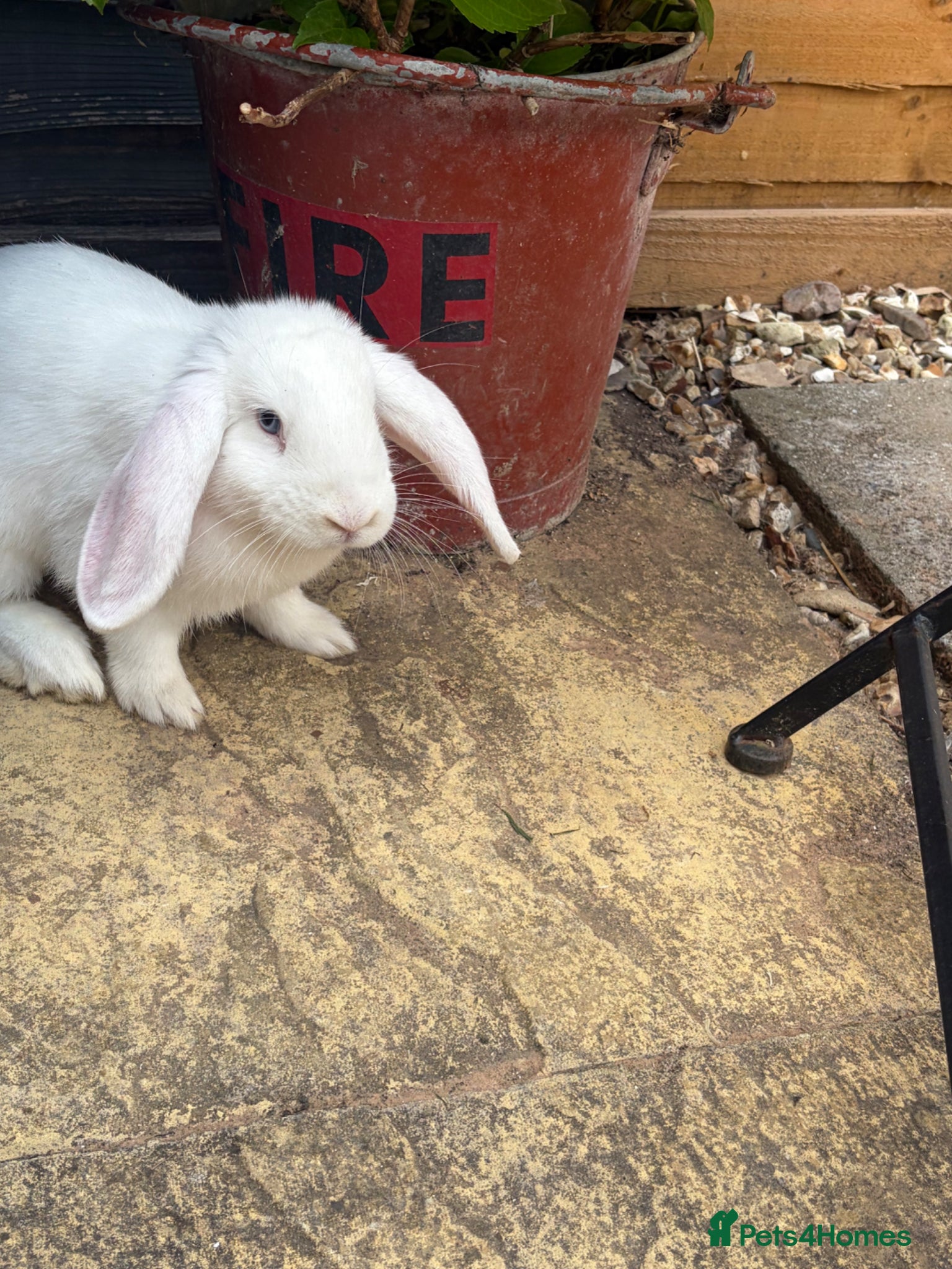 Mini Lop rabbits Beautiful rabbits  - Advert 1