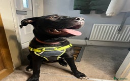 Mixed Breed dogs for sale: Female Cane Corsa Cross Presi  - Image 5