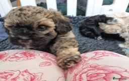 Maltipoo dogs for sale: Rare F2 Toy Maltipoos, DNA Clear + Basic Training - Image 11