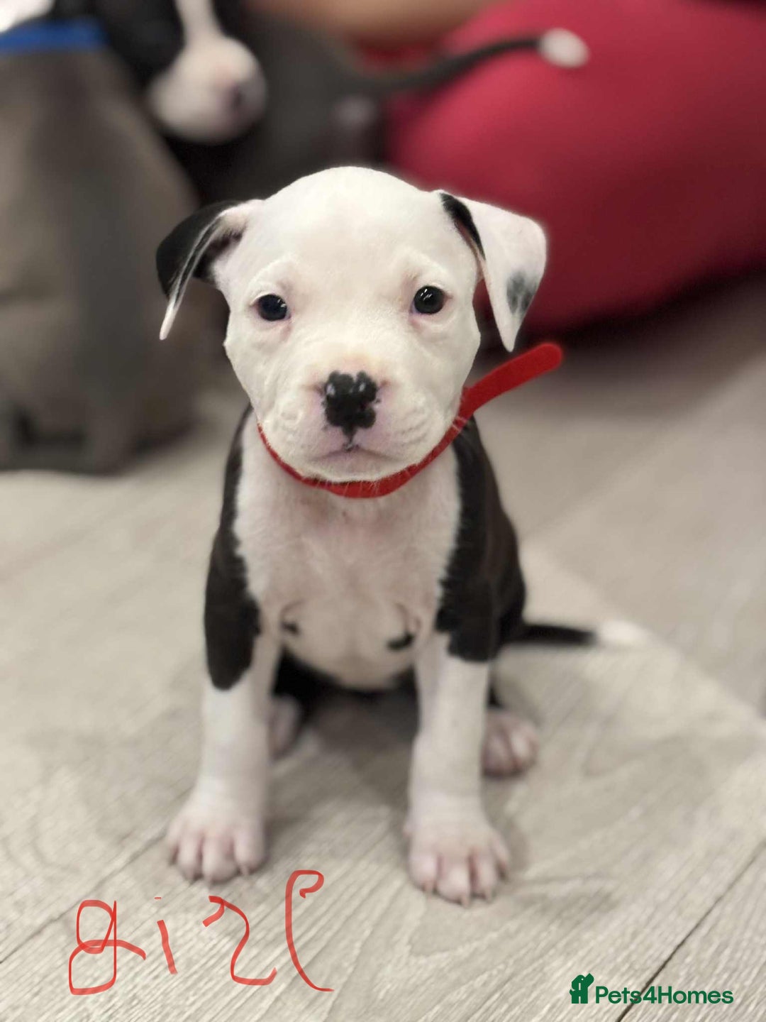 American Bull Staffy dogs for sale: For sale - Image 3