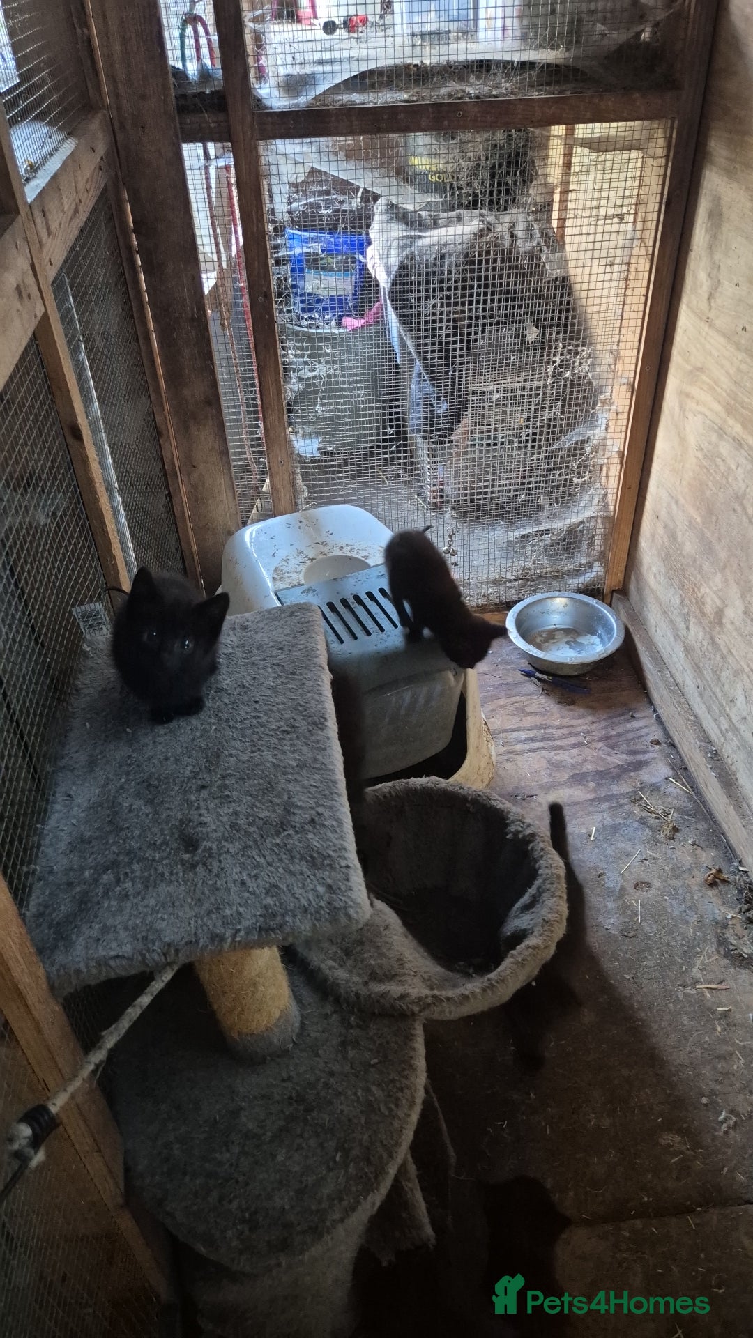 Mixed Breed cats for sale: Lovely  kittens  ready  to go - Image 7