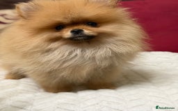 Pomeranian dogs for sale: Fabulous Pomeranian Girl Puppies  - Image 26
