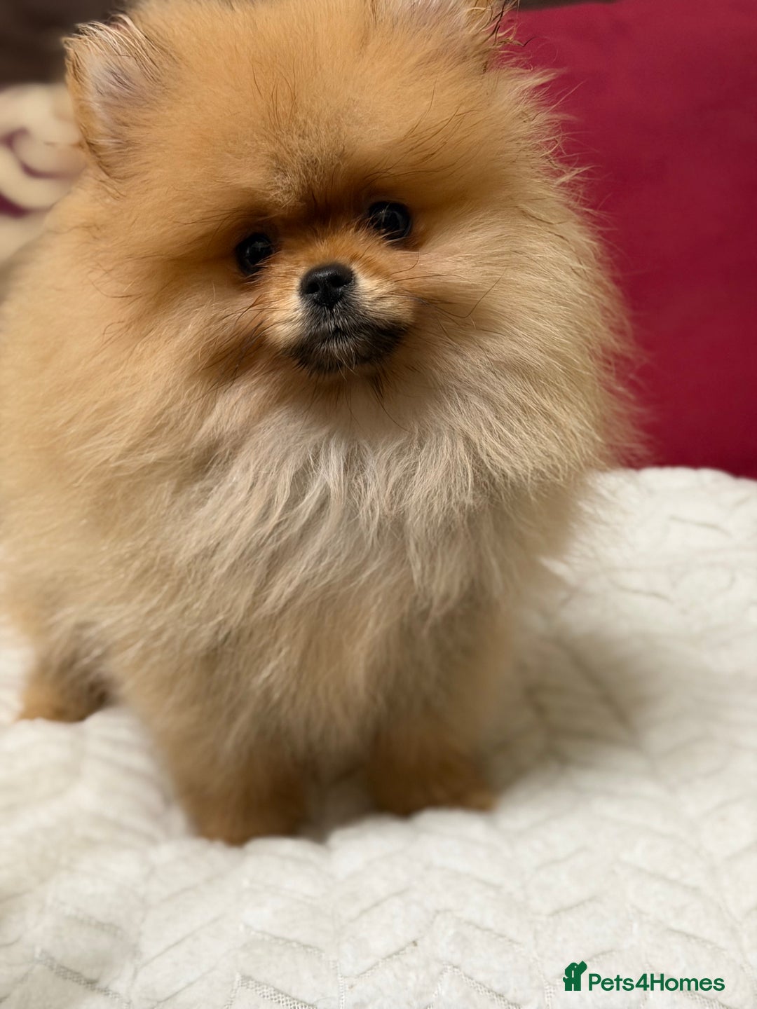 Pomeranian dogs for sale: Fabulous Pomeranian Girl Puppies  - Image 26