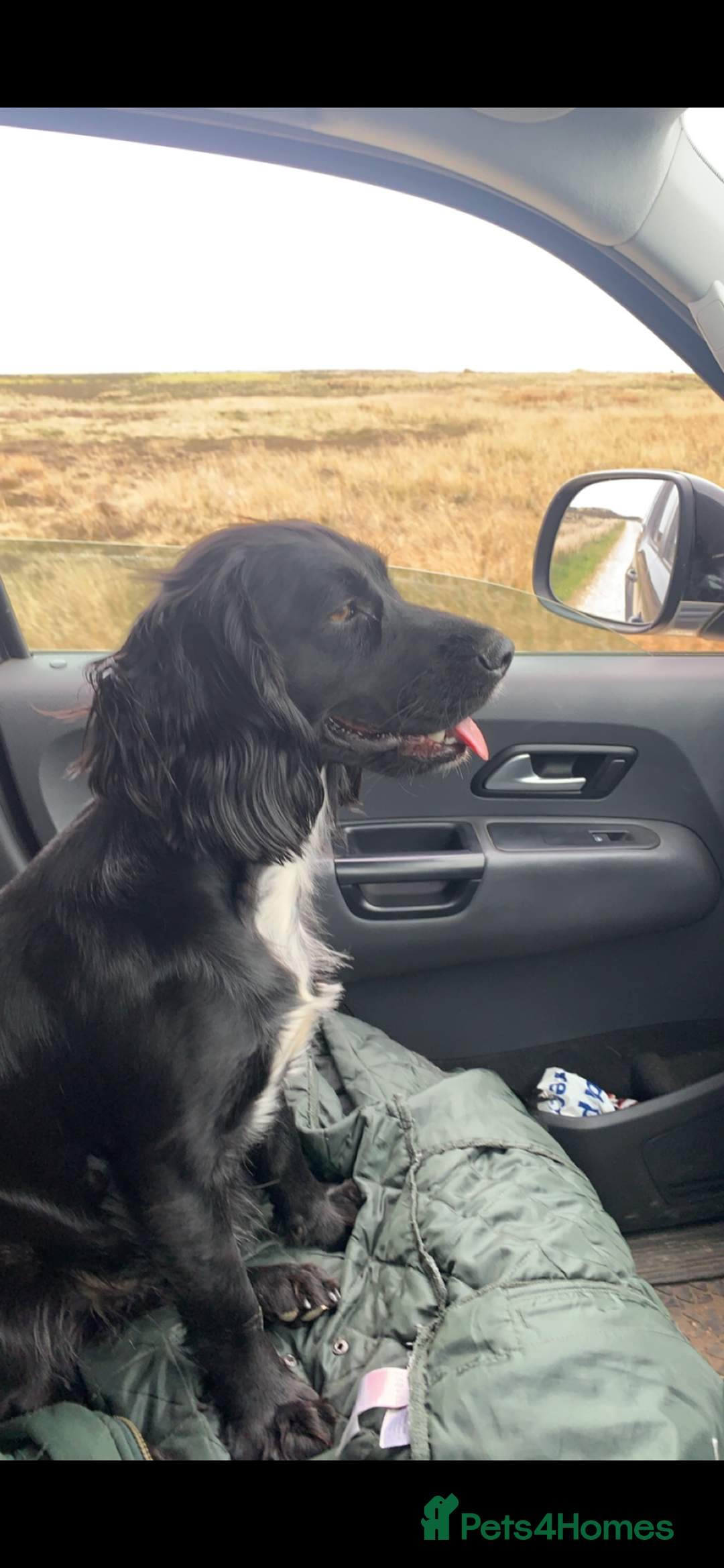 Cocker Spaniel dogs for sale: Beautiful KC reg working cocker spaniel puppies - Advert 9