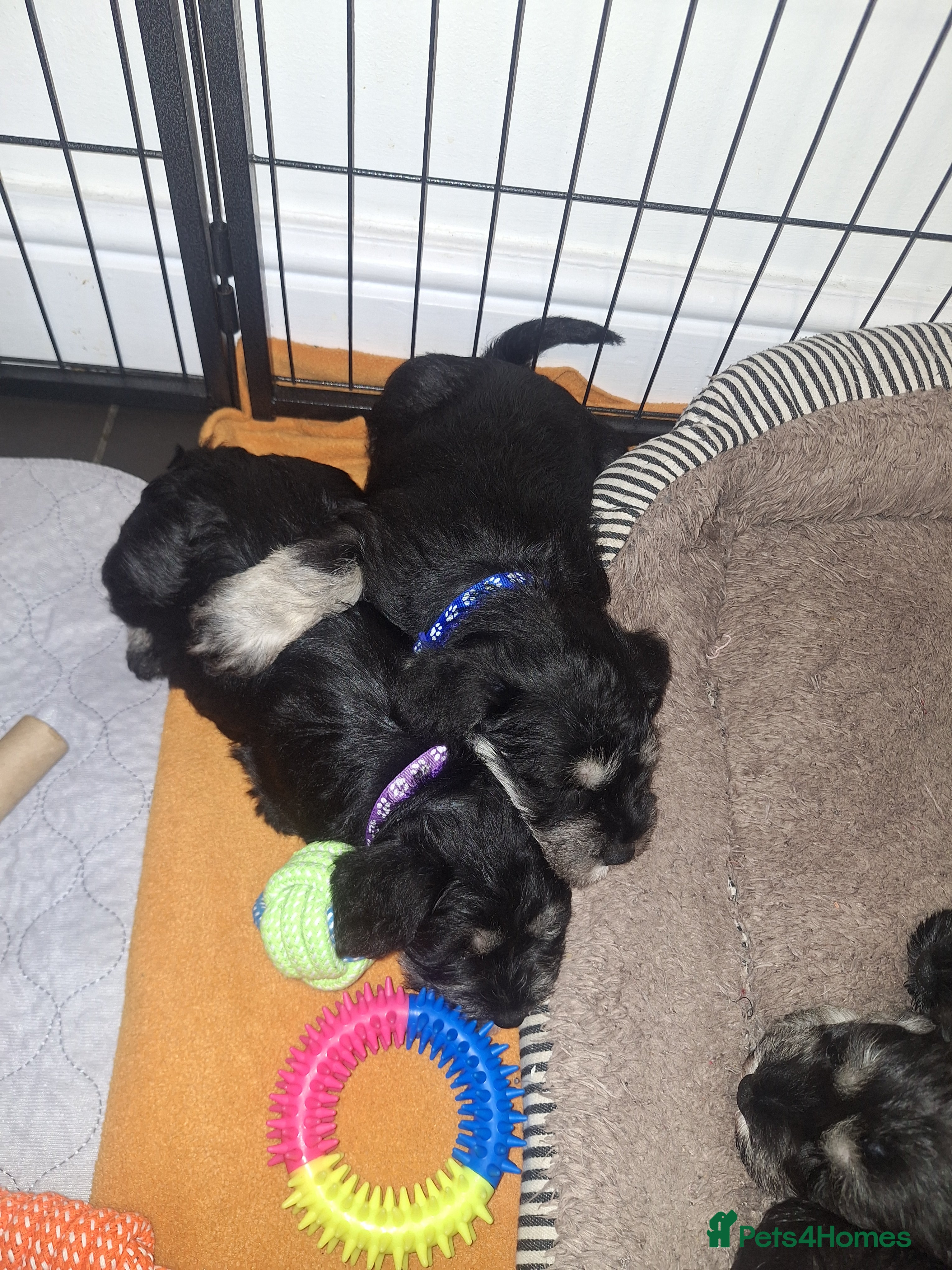 Miniature Schnauzer dogs 8 adorable miniature schnauzer puppies  - Advert 3