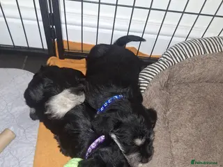 Miniature Schnauzer dogs 8 adorable miniature schnauzer puppies - Advert 3