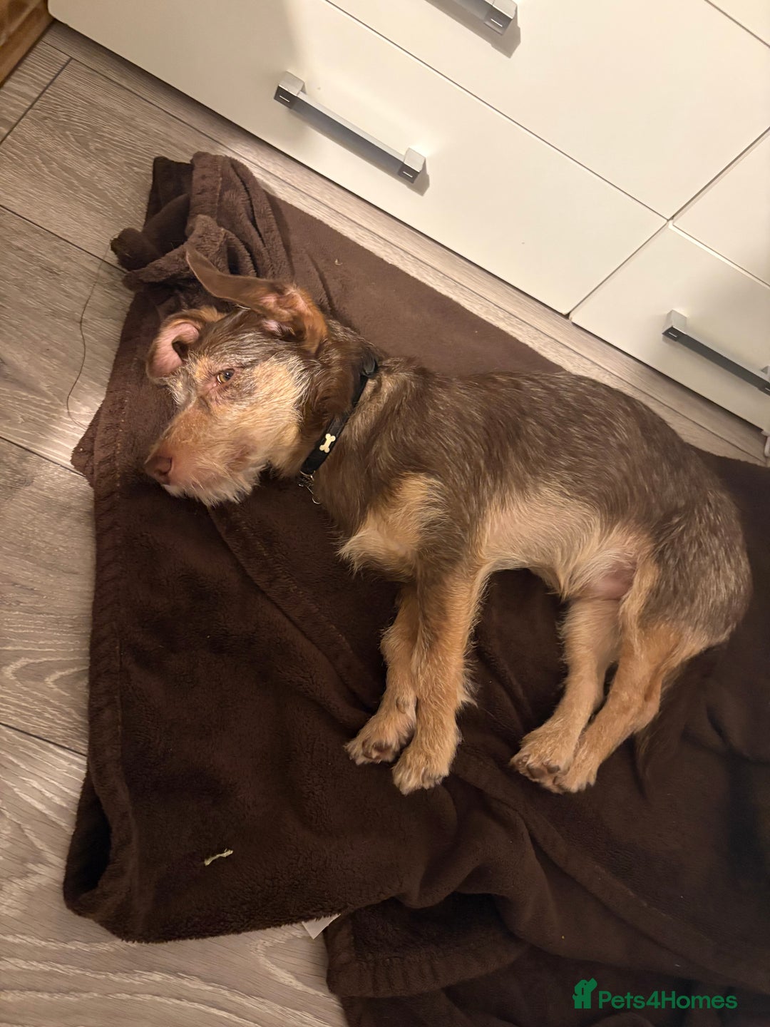 Doxiepoo dogs for sale: Friendly dog looking for a loving home - Advert 3