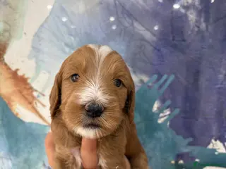 Goldendoodle dogs Multigenerational Goldendoodle Girls Licensed - Advert 9