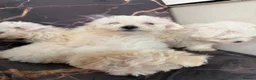Mixed Breed dogs for sale: Adorable Bichon Frise x Maltese Puppies 🐶 in Dudley - Advert 7