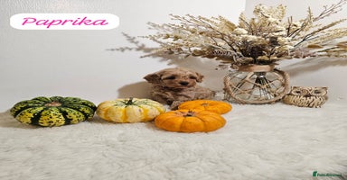 Cavapoo dogs - Advert 3