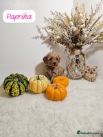 Cavapoo dogs - Advert 11