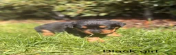 Rottweiler dogs for sale: Outstanding Rottweiler Puppies - Advert 23