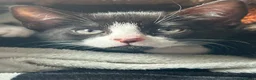 Mixed Breed cats for sale: 2 Gorgeous Kittens - Advert 7