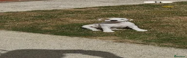 Jack Russell 1