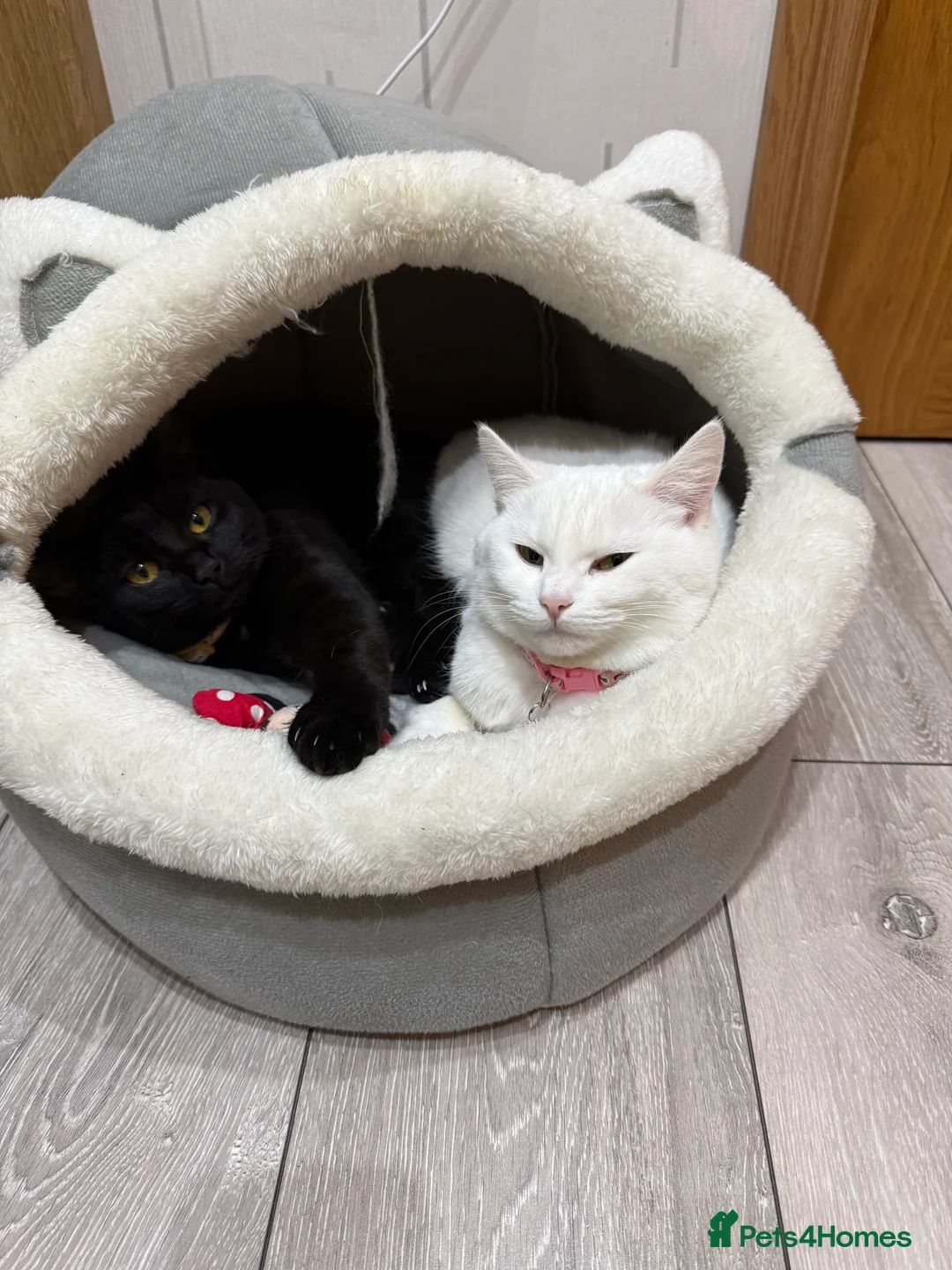 Turkish Angora cats for sale: Rosie 2 years old and Brownie 8 months old  - Advert 5