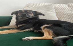 Mixed Breed dogs for sale: Penny the Crossbreed - Image 5