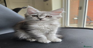Maine Coon cats - Advert 6