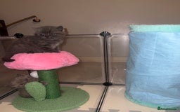 British Shorthair cats for sale: British Shorthair Kittens - Image 19