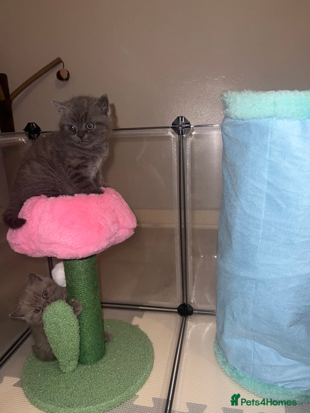British Shorthair cats for sale: British Shorthair Kittens - Image 19