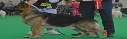 German Shepherd dogs for sale: Top Quality GSD (Alsatian) Pups For Sale - Advert 21