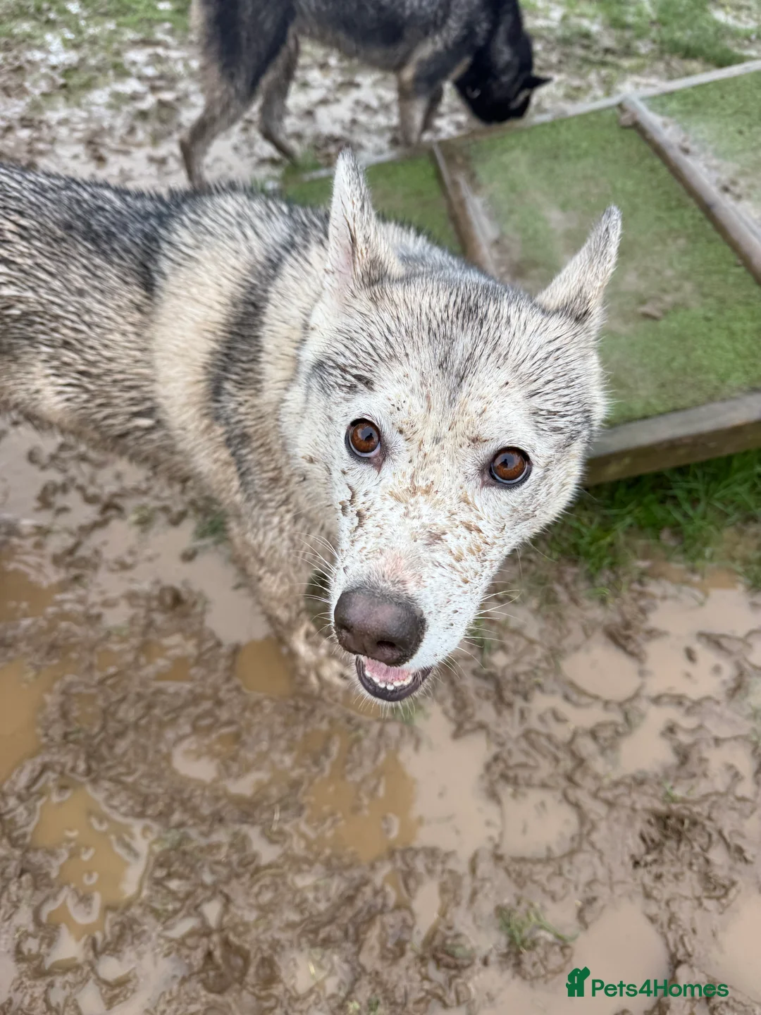 Siberian Husky dogs for sale: Meet Luna  in Bexleyheath - Advert 3