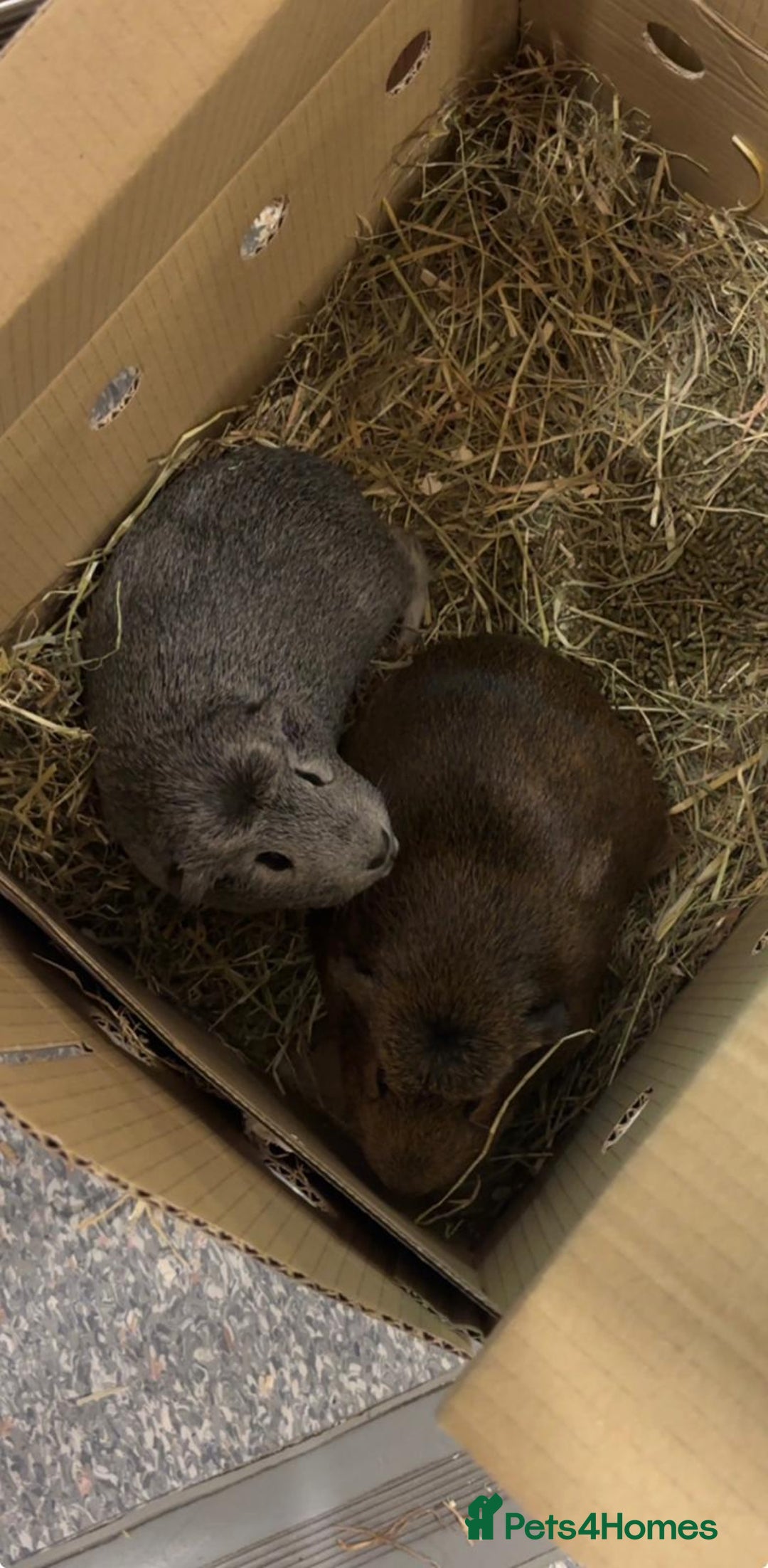 Guinea Pig rodents for sale: Mother and daughter guinea pigs - Advert 1