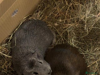 Guinea Pig rodents Mother and daughter guinea pigs - Advert 2