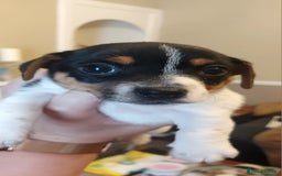 Jack Russell dogs for sale: Jack Russell puppies - Image 1
