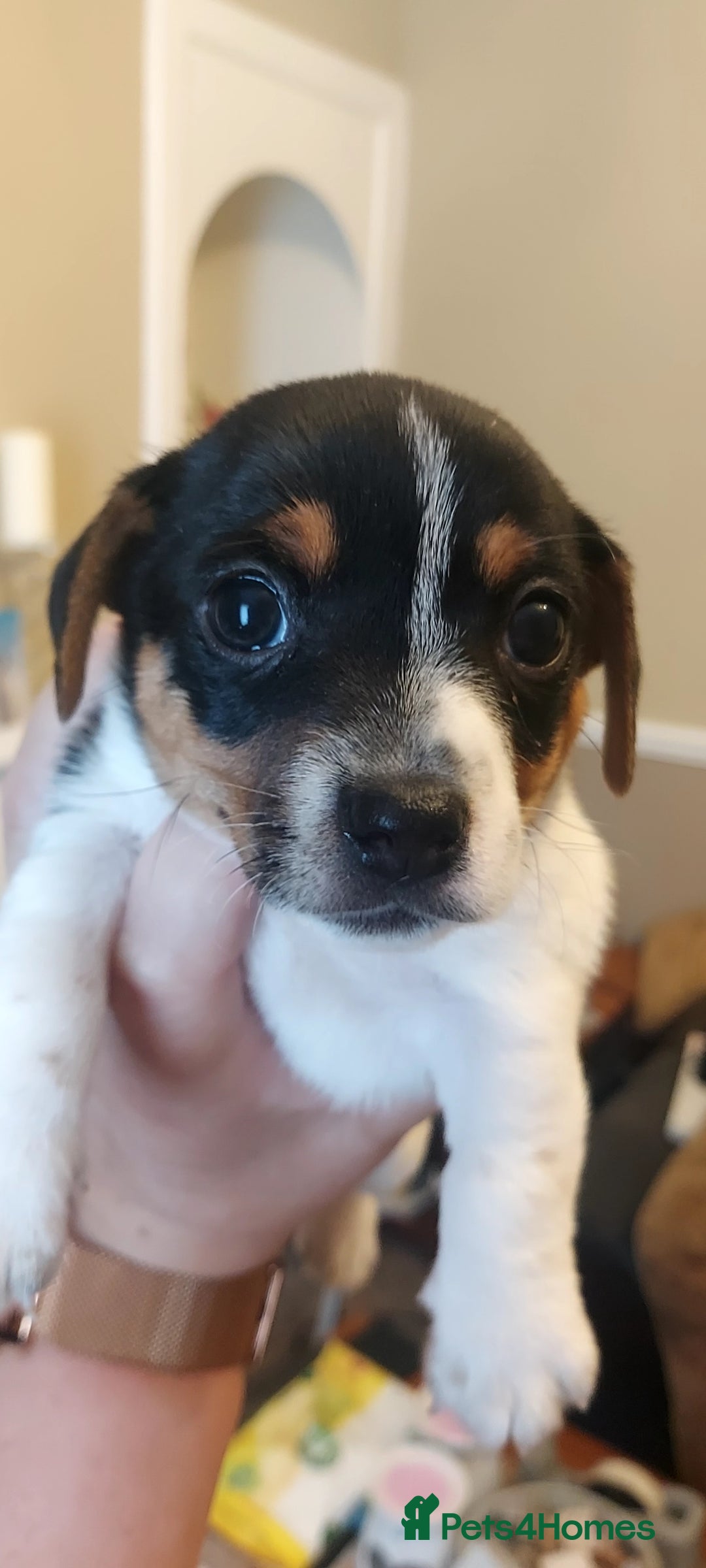 Jack Russell dogs for sale: Jack Russell puppies - Image 1