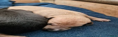 Mixed Breed Puppy 2 RESERVED