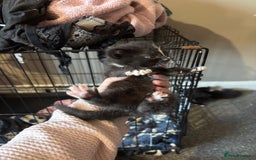 British Longhair cats for sale: Kittens For Sale  - Image 4