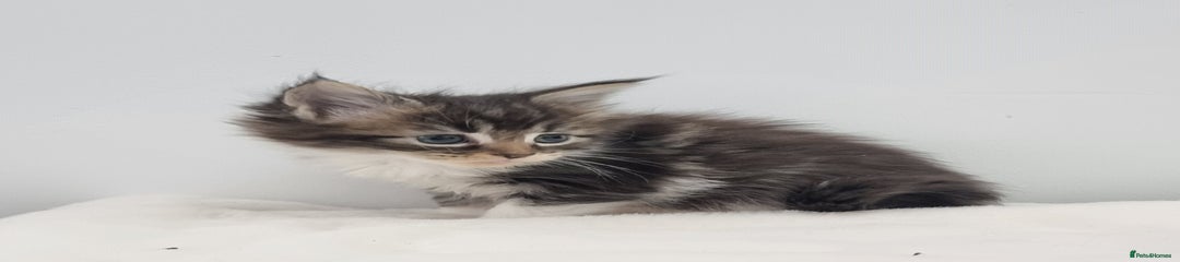 Maine Coon Kitten 10