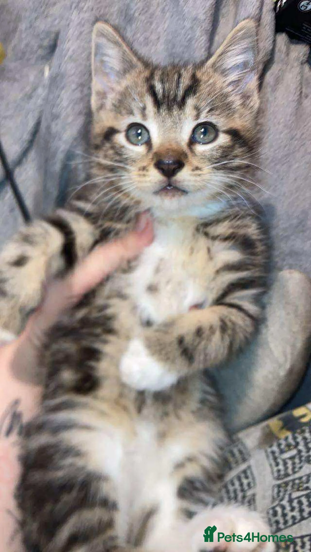 Mixed Breed cats for sale: 2 boys left - Advert 1