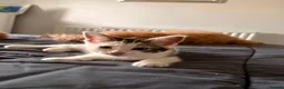 Mixed Breed cats for sale: Four beautiful kittens ready now  - Advert 4