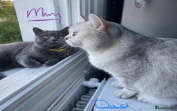 British Shorthair cats for sale: Champion Line Gorgeous BritishShortHair Kittens 🩷 - Image 18