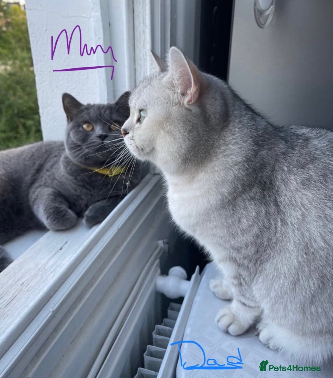 British Shorthair cats for sale: Champion Line Gorgeous BritishShortHair Kittens 🩷 - Image 18