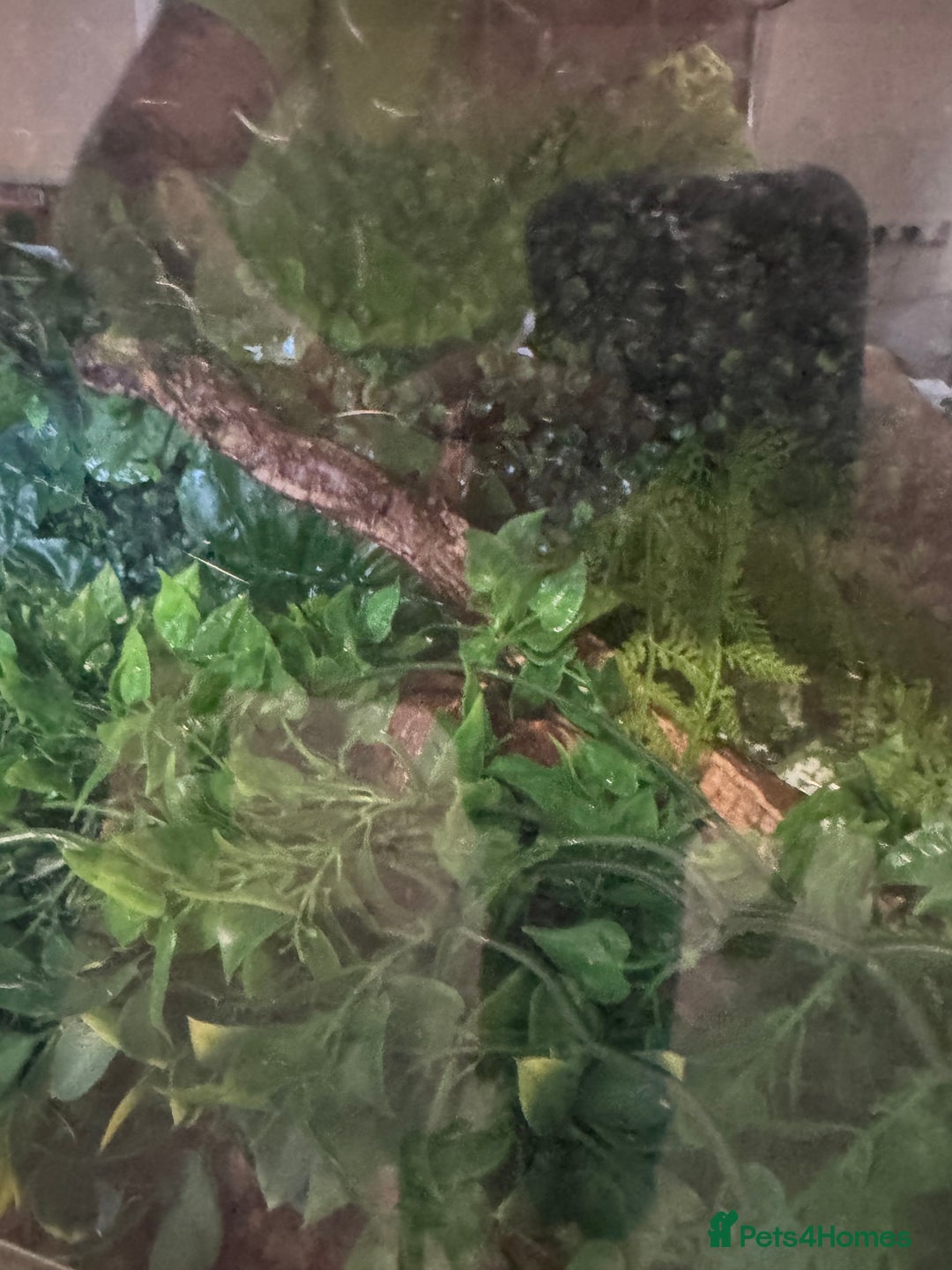 Snake reptiles for sale: Hognose snake and set up  - Image 12