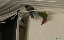 Conures birds for sale: Pair of conures 1 male 1 female  - Image 4