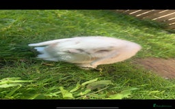 Mini Lop rabbits for sale: Mini lop - Image 2